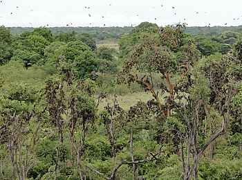 Wasa Lodge: Ruheplätze der Palmenflughunde