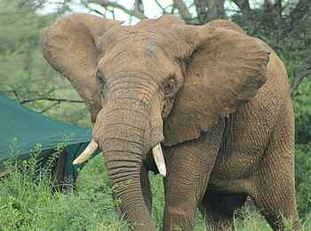 Wayo Banagi Green Camp: Elefant Wayo Banagi Green Camp: Elefant