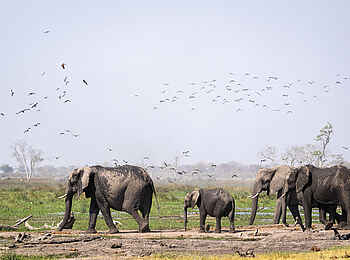 Wilderness Mokete Camp: Elefanten