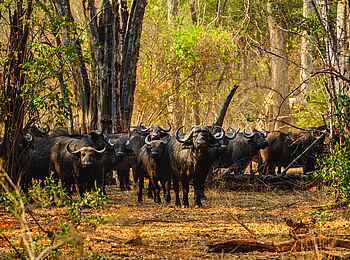 Zanji Suite at Tembo Plains Camp: Eine Büffelherde Zanji Suite at Tembo Plains Camp: Eine Büffelherde
