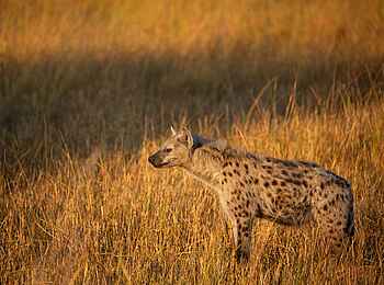 Zarafa Camp: Hyäne