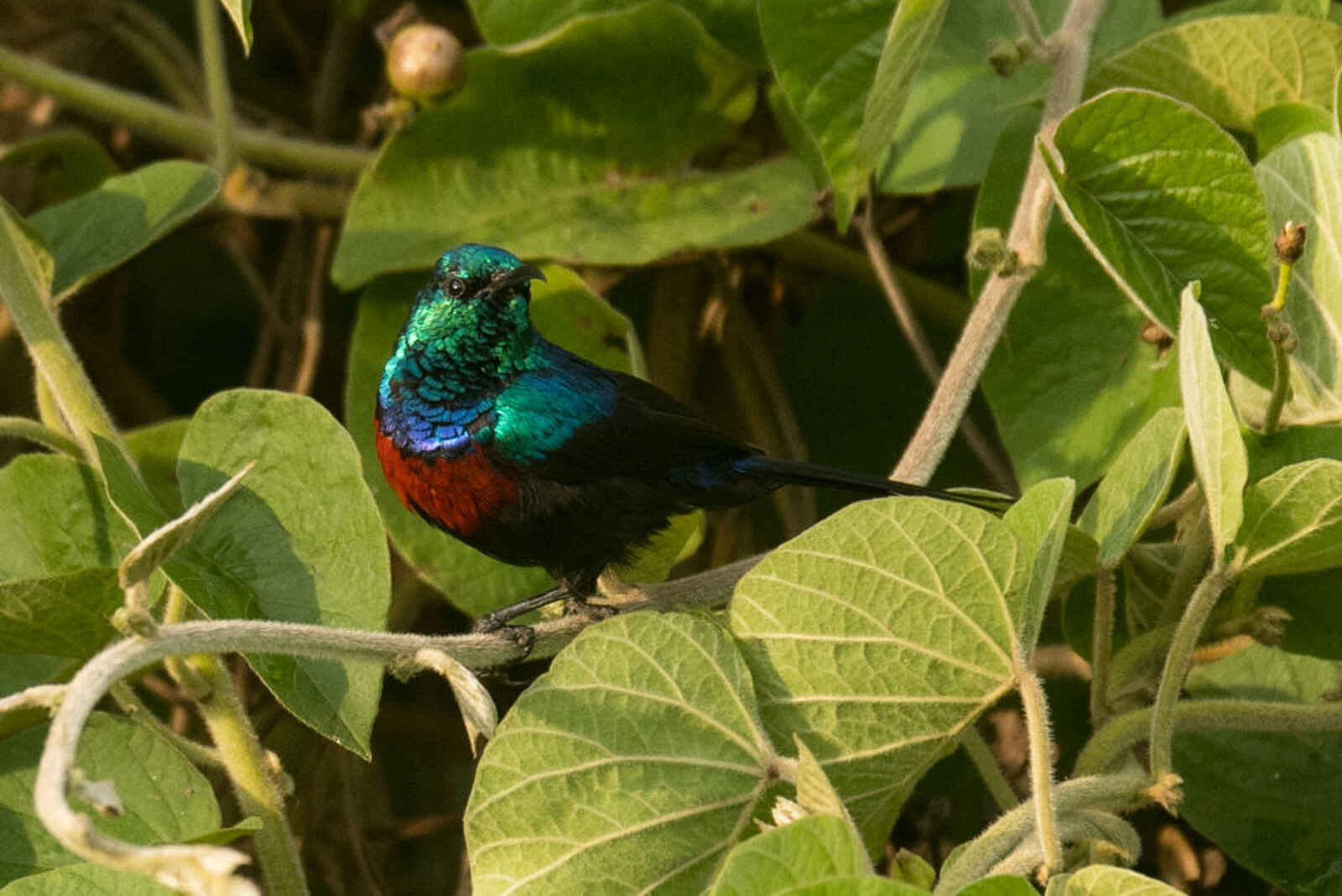 Akagera Game Lodge: Sunbird Akagera Game Lodge: Sunbird