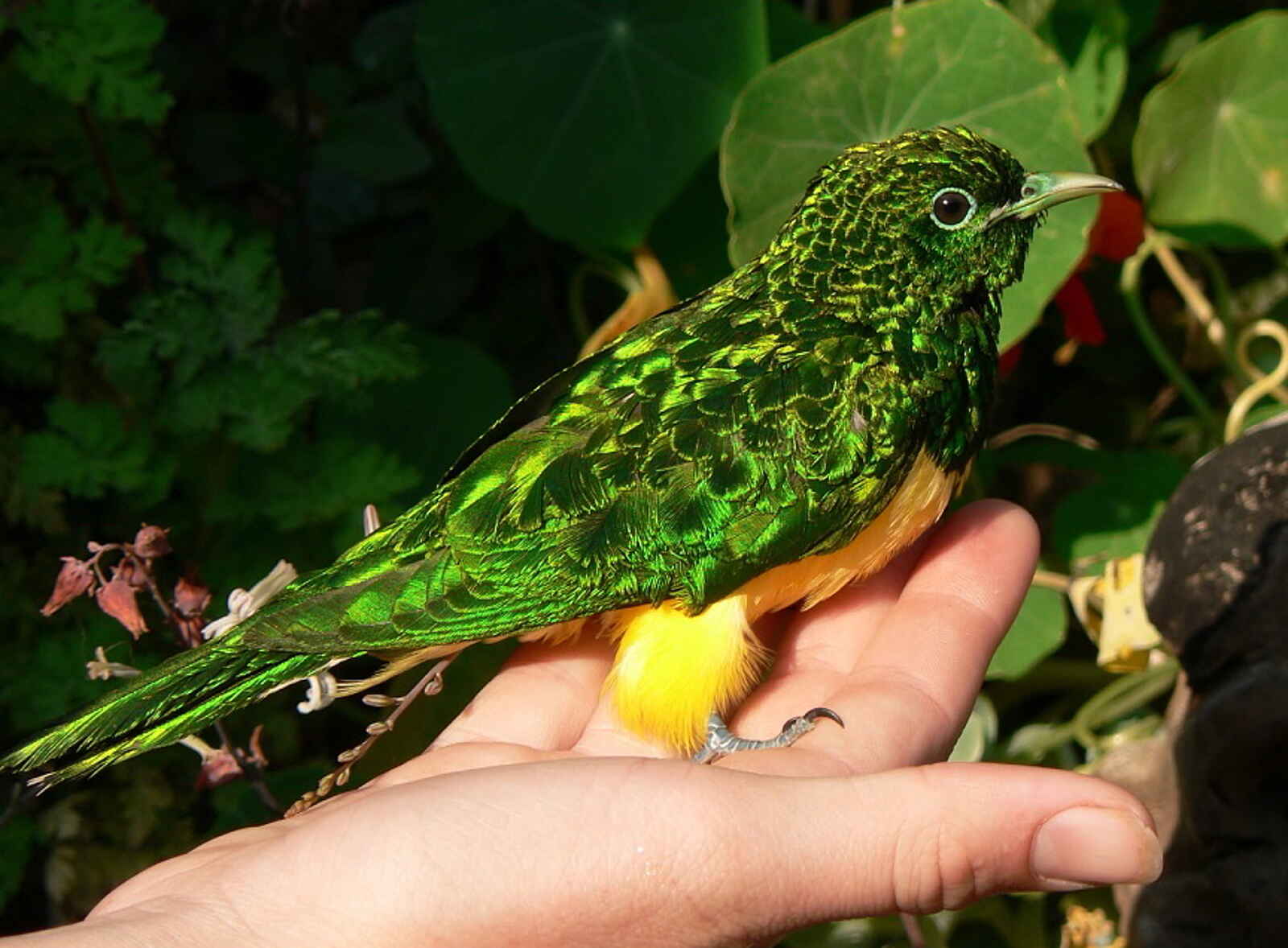 Frog and Fern Cottages: Emerald Cuckoo Frog and Fern Cottages: Emerald Cuckoo