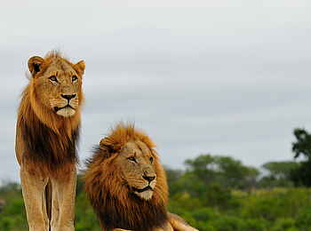 Inyati Game Lodge: Zwei Löwen