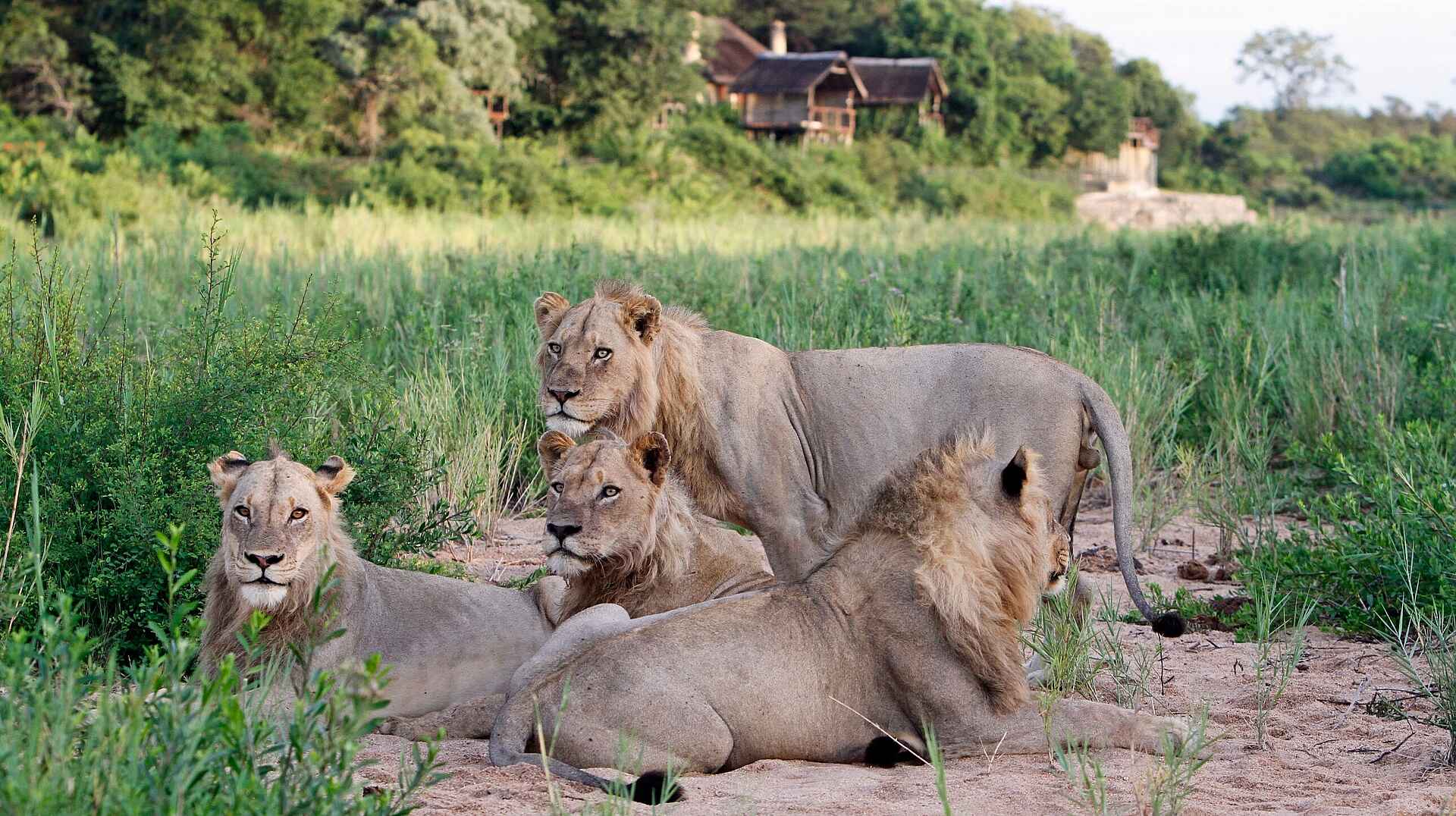 Jock Safari Lodge, Krüger Nationalpark, Safari, Südafrika, Löwen, Afrikarma, Afrikarma Safaris, Afrikarma Safaris - Wildnis. Hautnah., Afrikarma.de