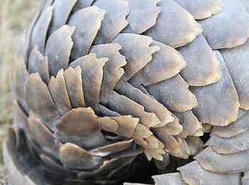 Legendary Mwiba Lodge: Schuppentier Legendary Mwiba Lodge: Schuppentier