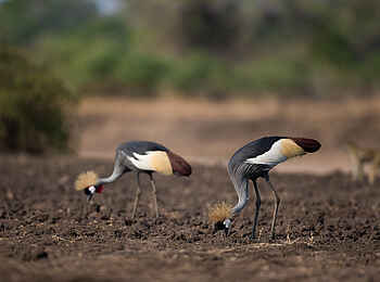 Nkonzi Bush Camp: Kronenkranichpaar Nkonzi Bush Camp: Kronenkranichpaar