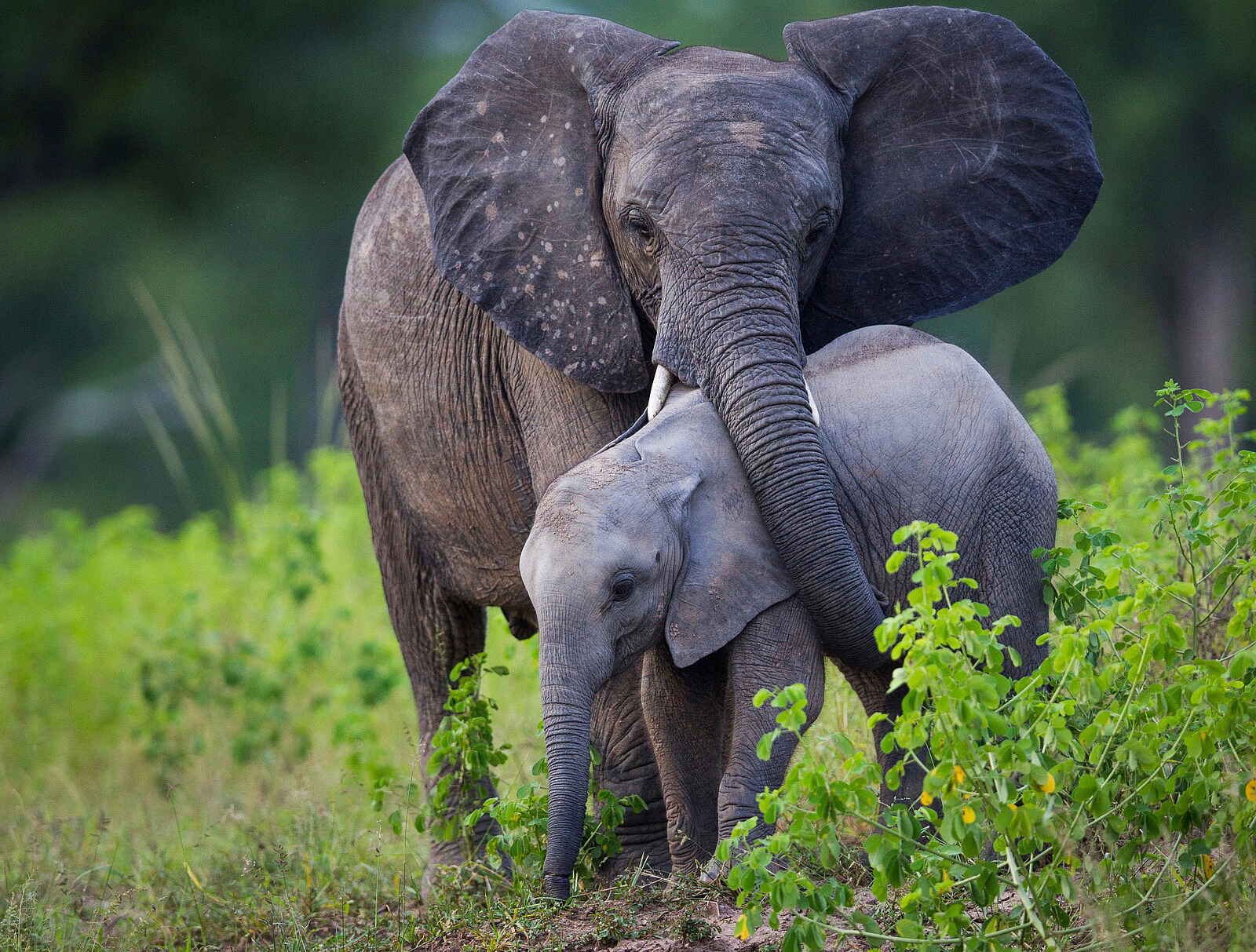 Time + Tide Chinzombo: Elefantenfamilie Time + Tide Chinzombo: Elefantenfamilie