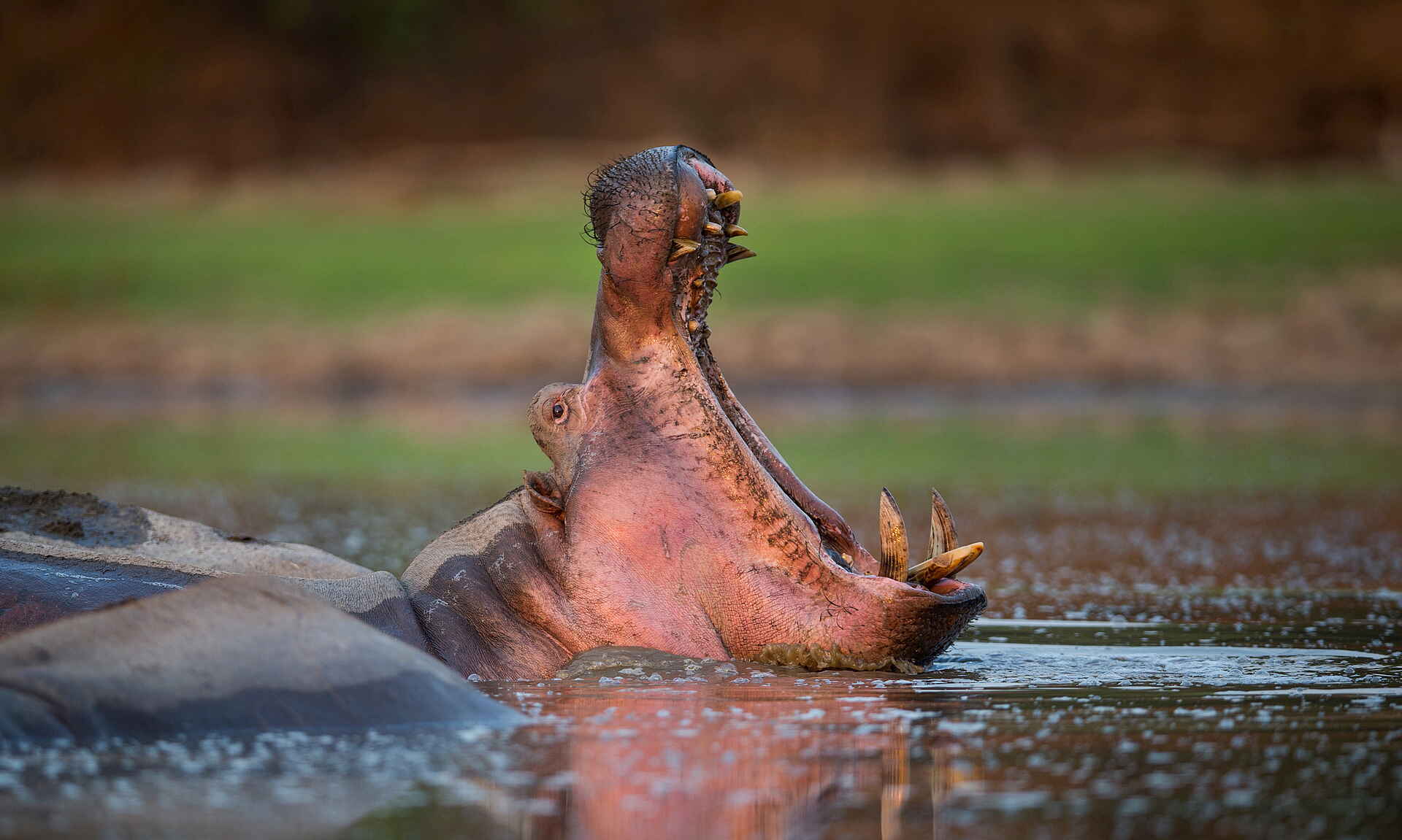 Time + Tide Chinzombo: Gähnendes Nilpferd