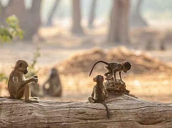 Amanzi Camp: Junge Paviane spielen auf einem Baumstamm Amanzi Camp: Junge Paviane spielen auf einem Baumstamm