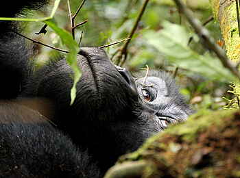 Buhoma Lodge: Ruhender Gorilla