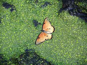 Chem Chem Lodge: Wunderschöner Schmetterling Chem Chem Lodge: Wunderschöner Schmetterling