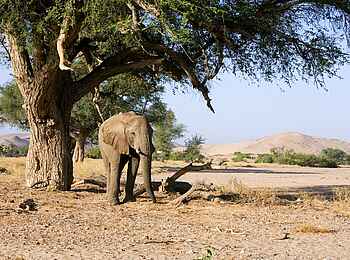 Damaraland Camp: Elefant im Flussbett