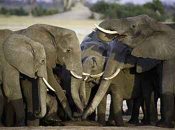 Davison's Camp: Elefantenversammlung am Wasserloch Davison's Camp: Elefantenversammlung am Wasserloch