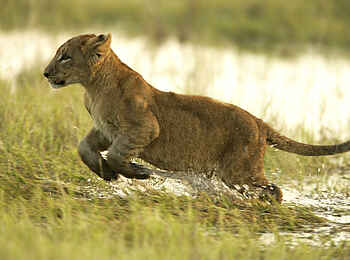 Duba Plains Camp: Junger Löwe
