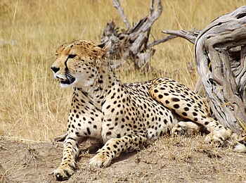 Encounter Mara Camp: Gepard auf einem Termitenhügel