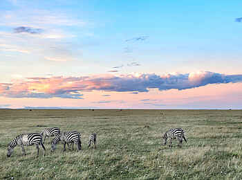 Encounter Mara Camp: Zebras Encounter Mara Camp: Zebras