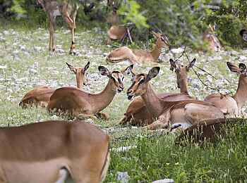 Etosha: Antilopenherde