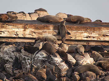 Grootbos Forest Lodge: Seelöwen Grootbos Forest Lodge: Seelöwen