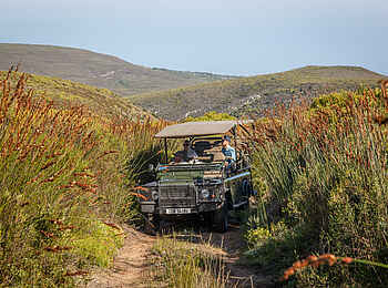 Grootbos Garden Lodge: Pirschfahrt Grootbos Garden Lodge: Pirschfahrt