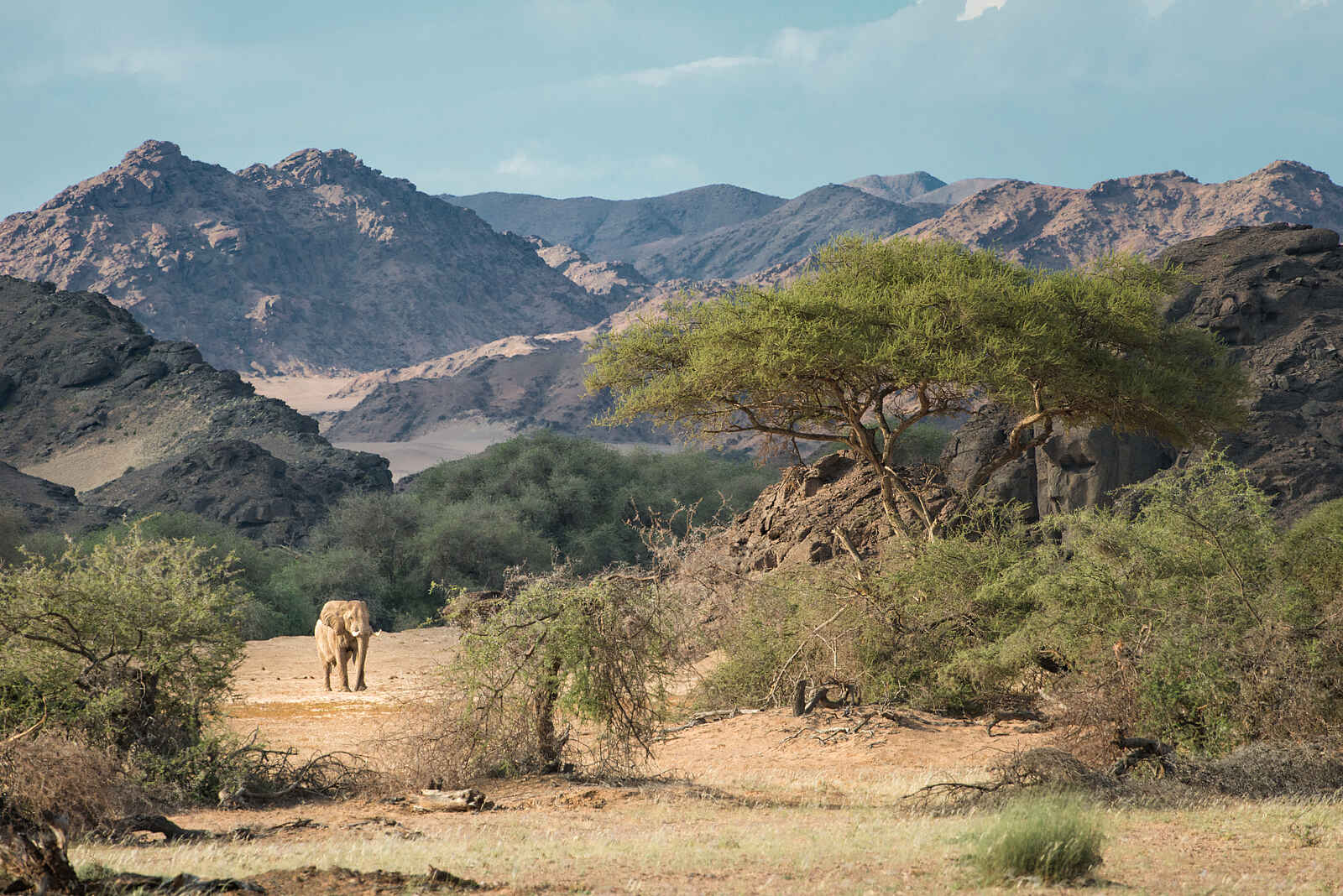 Hoanib Skeleton Coast Camp: Landschaft mit Elefant Hoanib Skeleton Coast Camp: Landschaft mit Elefant
