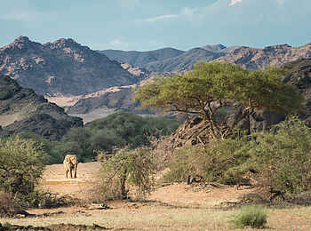 Hoanib Skeleton Coast Camp: Landschaft mit Elefant Hoanib Skeleton Coast Camp: Landschaft mit Elefant
