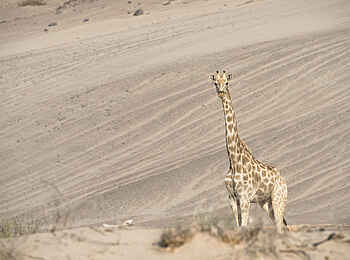 Hoanib Skeleton Coast Camp: Wüstengiraffe Hoanib Skeleton Coast Camp: Wüstengiraffe