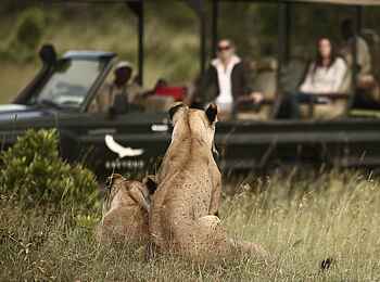 Klein's Camp: Pirschfahrt mit Löwen