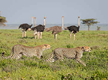 Kusini Serengeti Camp: Geparde und Strausse