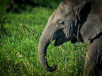 Lemala Mara Tented Camp: Babyelefant Lemala Mara Tented Camp: Babyelefant