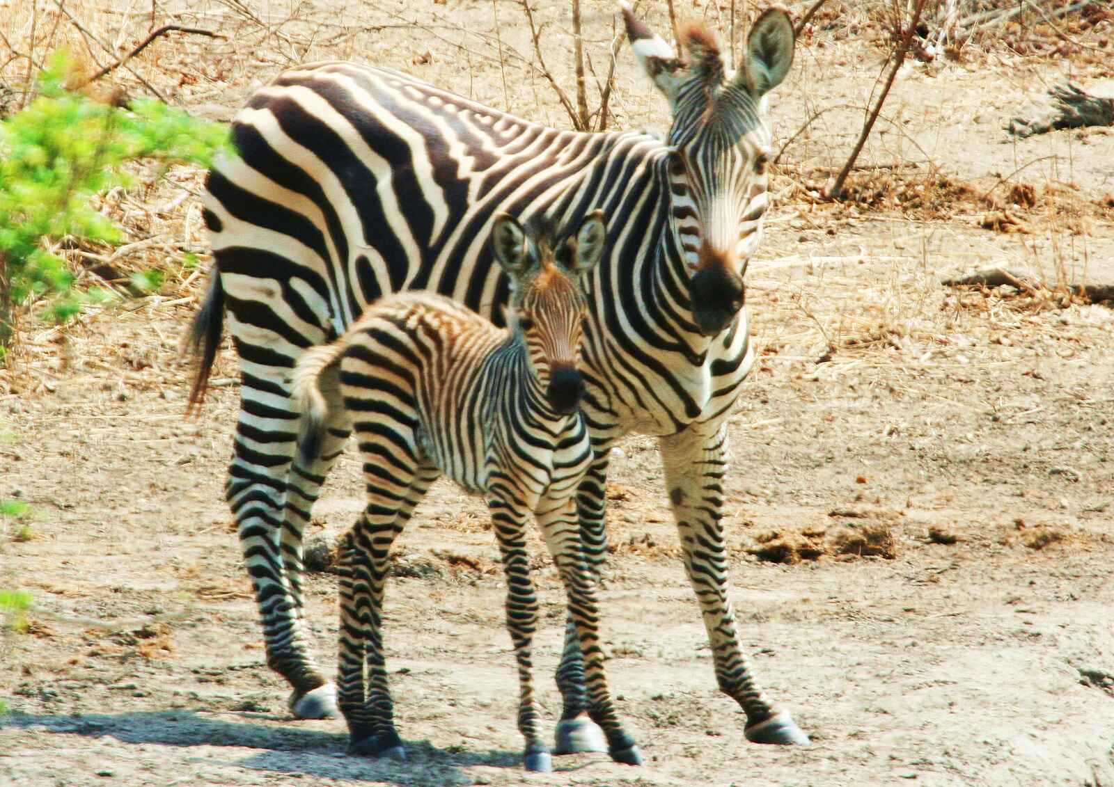 Miyala Camp: Zebramutter mit Kind Miyala Camp: Zebramutter mit Kind