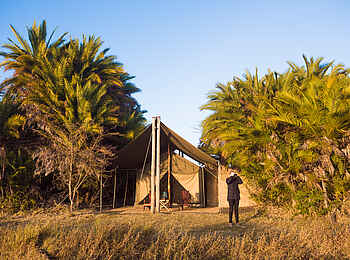 Mukambi Busanga Plains Camp: Gästezelt unter Bäumen Mukambi Busanga Plains Camp: Gästezelt unter Bäumen