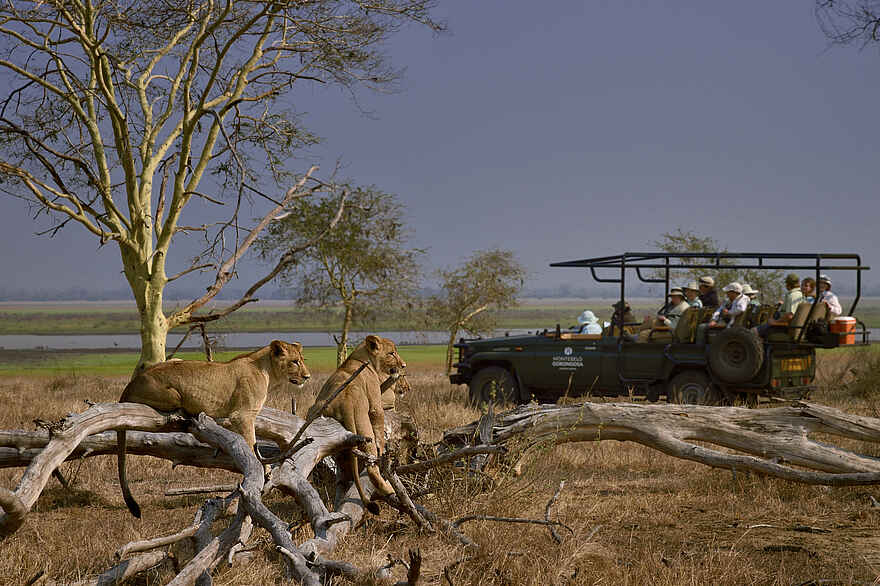 Muzimu Lodge: Löwen Sichtung Muzimu Lodge: Löwen Sichtung