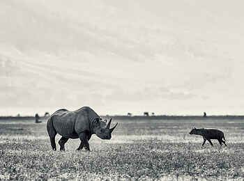 Ngorongoro Serena Safari Lodge: Nashorn und Hyäne Ngorongoro Serena Safari Lodge: Nashorn und Hyäne