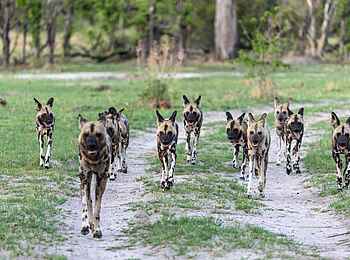 Nkasa Linyanti Camp: Rudel Wildhunde