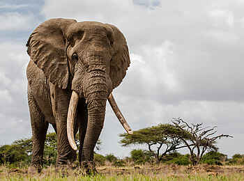 Ol Donyo Lodge: Ein Elefantenbulle Ol Donyo Lodge: Ein Elefantenbulle