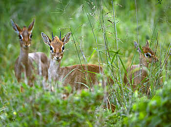 Ol Donyo Lodge: Im hohen Gras Ol Donyo Lodge: Im hohen Gras