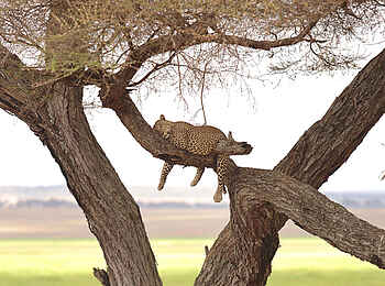 Oliver's Camp: Leopard