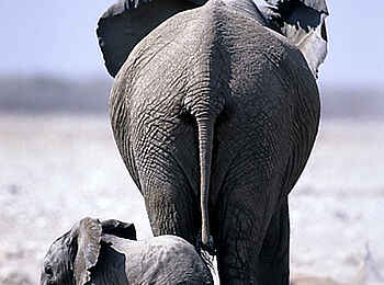 Onguma The Fort: Elefantenmami