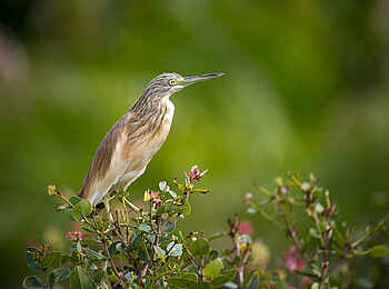 Pelo Camp: Slaty Egret Pelo Camp: Slaty Egret