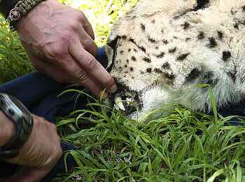 Phinda Homestead: Gepardenzähne Phinda Homestead: Gepardenzähne