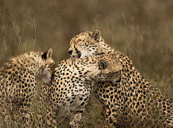 The Retreats at Namiri Plains Camp: Gepardin mit Jungen The Retreats at Namiri Plains Camp: Gepardin mit Jungen