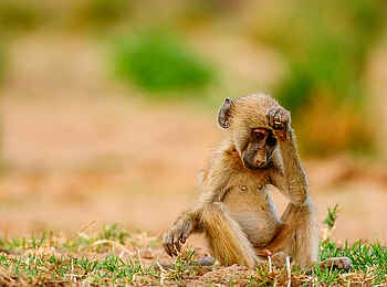 Royal Zambezi Lodge: Nachdenkliches Paviankind