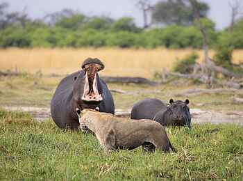 Saguni Safari Lodge: Nilpferde Saguni Safari Lodge: Nilpferde