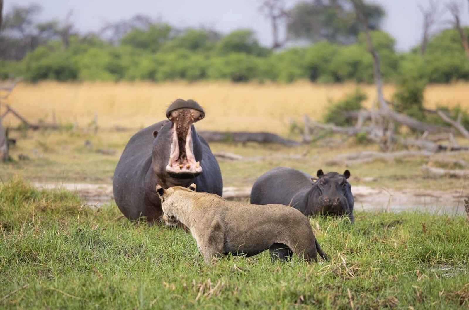 Saguni Safari Lodge: Nilpferde Saguni Safari Lodge: Nilpferde