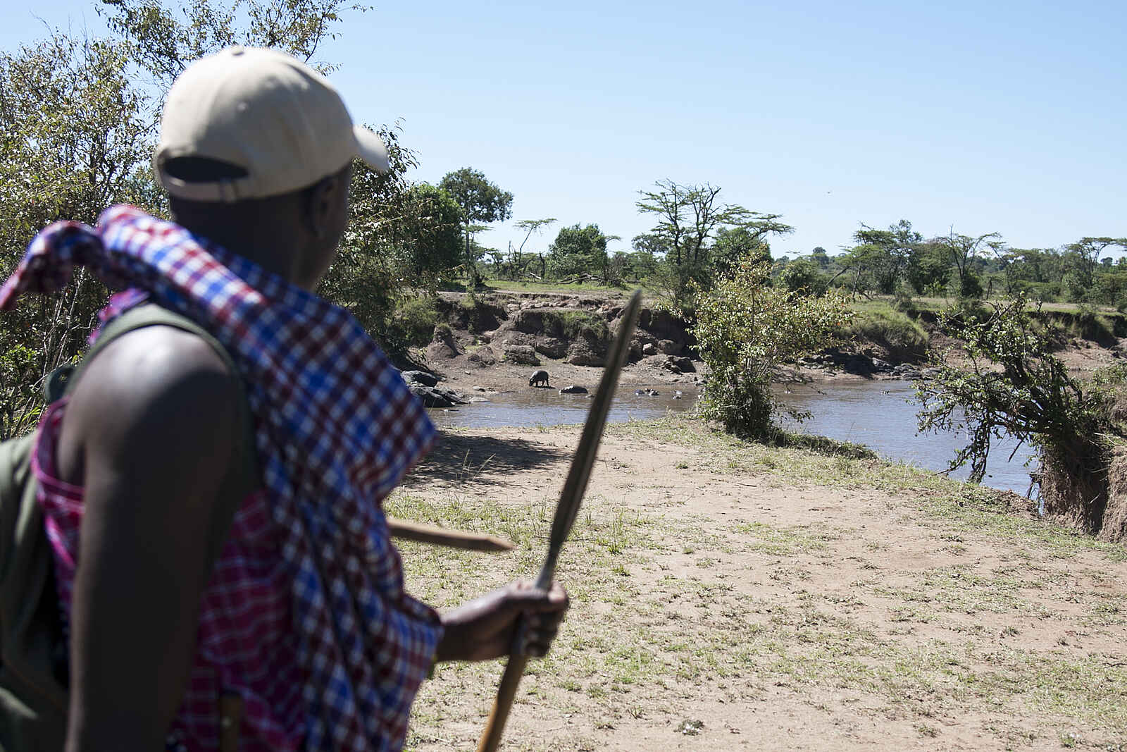 Serian Camp: Blick auf eien Gruppe von Nilpferden Serian Camp: Blick auf eien Gruppe von Nilpferden