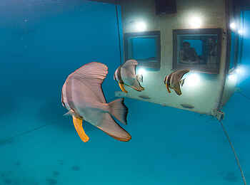 The Manta Resort: Fischbeobachtung The Manta Resort: Fischbeobachtung