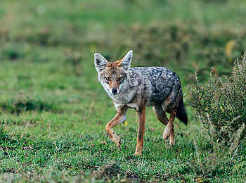 Ubuntu Migration Camp: Schakal