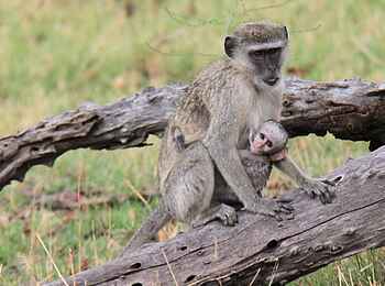 Xakanaxa Camp: Meerkatze