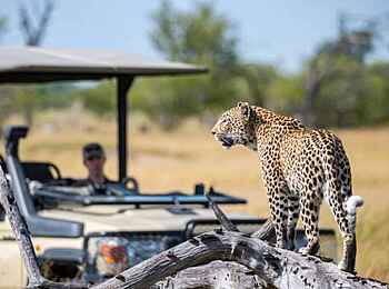 Zambezi Sands Luxury Tented Camp: Leopard